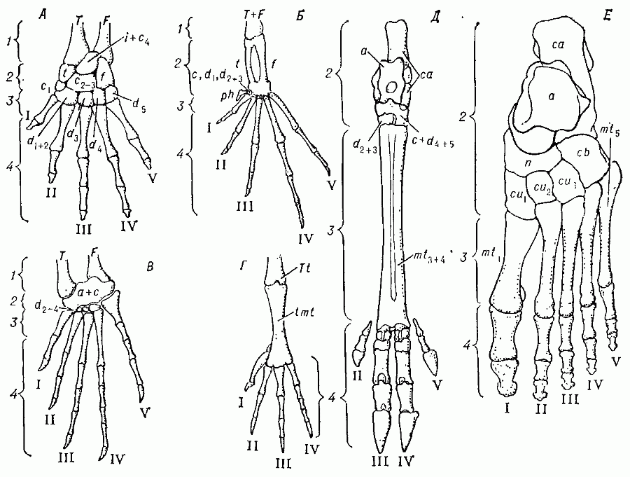 Левая стопа наземных позвоночных. А — саламандра; Б — лягушка; В — гаттерия; Г — голубь; Д — олень; Е — человек. 1 — кости голени; Т — tibia (большая берцовая кость), F — fibula (малая берцовая кость); 2 — предплюсна: кости проксимального ряда — t — tibiale (большеберцовая кость предплюсны), j — intermedium (промежуточная кость предплюсны) f — fibulare (малоберцовая кость предплюсны); кости среднего ряда — с 1-4 — tarsalia centralia (центральные кости предплюсны); кости дистального ряда — d 1-5 — tarsaiia distaiia (дистальные кости предплюсны), а — astragalus (астрагал, или таранная кость,— элемент, образовавшийся в результате слияния t+i+c4), са — calea neus (пяточная кость, соответствует сb — cuboideum (кубовидная кость,_ результат слияния d 4+5). n — navicuiare (ладьевидная кость, c1+2+3), cu1-3 — cuneiformi (полулунные кости, d1-3); 3 — плюсна: mt1-5 — metatarsaiie distaiia (плюсневые кости), Tt — tibiotarsus птиц (элемент, образовавшийся в результате слияния Т+а+са), tmt — tarso-metatarsus (цевка) птиц; 4 — фаланги пальцев; I—V — порядковый номер пальцев; ph — praehallux (рудимент пальца, предшествующего  первому).
