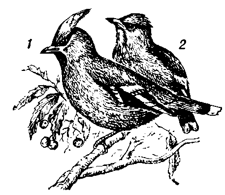  Обыкновенный свиристель:  1 — самец; 2 — молодая    птица.