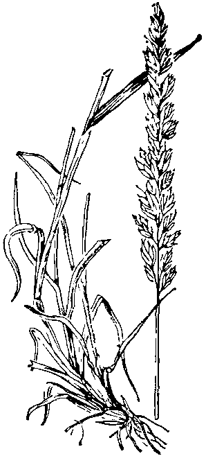 Тонконог сизый (Koeleria glauca).