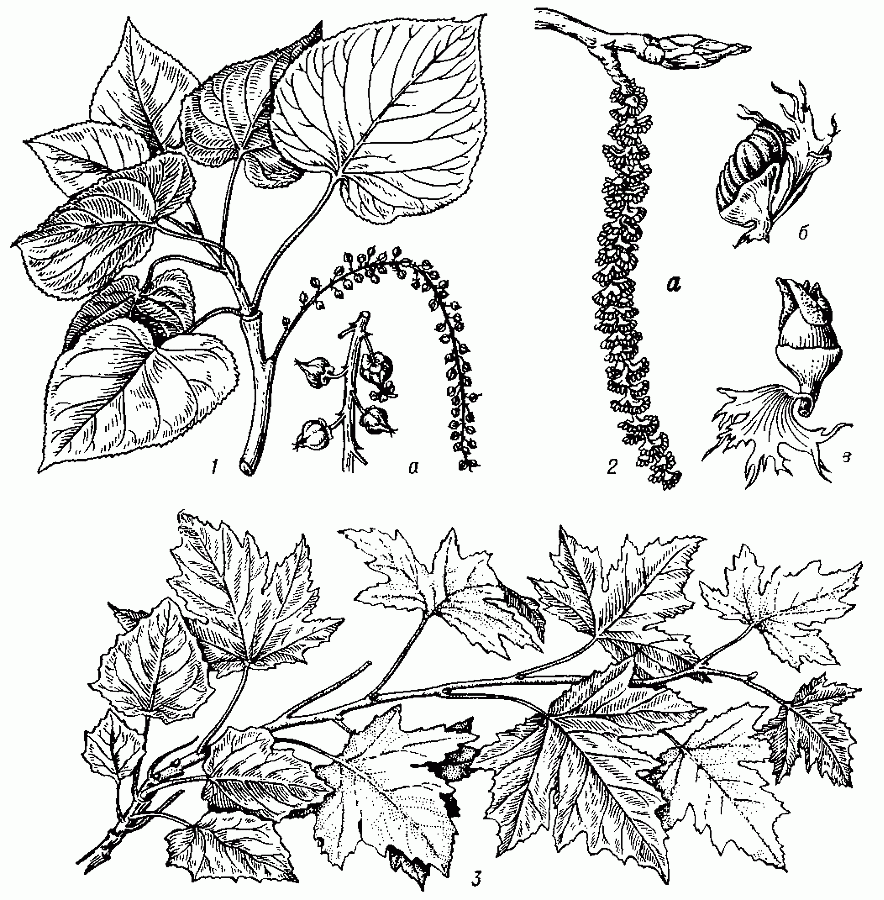  Тополь: 1 — реснитчатый (Populus ciliata), a — часть женской серёжки; 2 — чёрный, а — мужское соцветие, б — тычиночный цветок, в — пестичный цветок; 3 — белый.