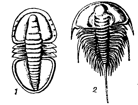Трилобиты:  1 — из рода (Serrodiscus); 2 — из рода (Olenellus) (оба из раннего кембрия).