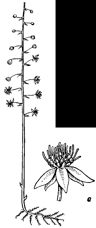 Сциафила беловатая (Sciaphila albescens); а — плод 