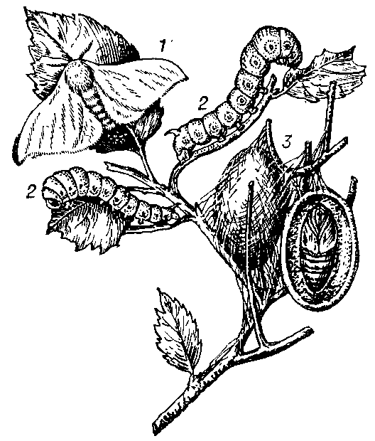 Тутовый шелкопряд: 1 — бабочка;  2 — гусеница;   3 — кокон и куколка.