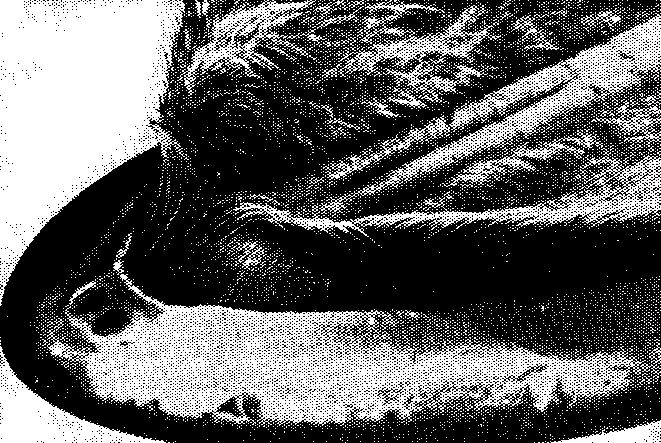 Концевой отдел верхней  челюсти   финвала (животное лежит иа спине). Видны ряды усовых пластин, располагающиеся по всей длине верхнечелюстной  кости.