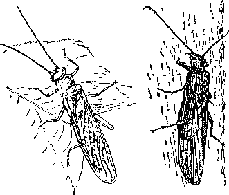 Веснянки: Nernura avicularh (слева) и Leuctra sv. (справа).