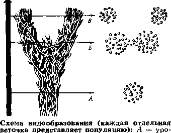 вень исходно единого вида; Б — момент незавершённого разделения видов;     В — два новых вида.
