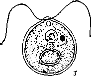 Вольвоксовые   водоросли:    1 — вольвокс золотистый (Voluox aureus); 2 — пандорина (Pandorina morum); 3 — хламидомонада хоботковая (Chlamydomonas proboscigera).