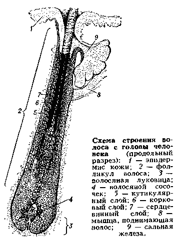 волосы это что в биологии. Смотреть фото волосы это что в биологии. Смотреть картинку волосы это что в биологии. Картинка про волосы это что в биологии. Фото волосы это что в биологии