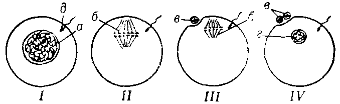 Схема типов строения ядра у яиц разных групп животных, различающихся по стадии, на к-рой сперматозоид проникает в яйцо и блокируется мейоз: 1 — профаза (губки, мн. черви и моллюски, среди млекопитающих — лисица, собака и лошадь); 11 — мета-фаза 1-го деления мейоза (нек-рые черви и моллюски, мн. насекомые, асщгдии); 111 — метафаза 2-го деления мейоза (нек-рые ракообразные, почти все позвоночные, включая человека); IV — завершение мейоза до оплодотворения (кишечнополостные, морские ежи и морские лилии); а — ядро (зародышевый пузырёк); б — ядро, представленное анастральным веретеном деления; в — полярные тельца; г — сформированный женский пронуклеус;  д — сперматозоид.