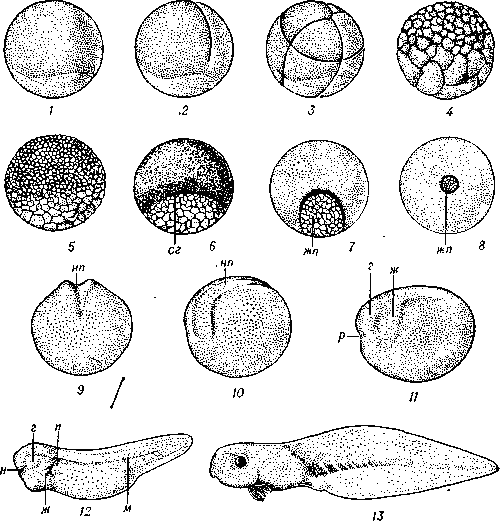 Рис. 1. Зародышевое развитие лягушки: 1 — оплодотворённое яйцо, видны отличающиеся по окраске зоны цитоплазмы: 2— 5 — деления дробления яйца на бластомеры: стадии двух (2), восьми (3) бластомеров. крупноклеточной (4) и мелкоклеточной (5) бластулы; 6—8 — гаструлы: ранняя (6). средняя (7) и поздняя (8); сг — спинная губа бластопора — индуктор нервной системы, жп — желточная пробка — часть энтодермы, ещё оставшаяся снаружи: 9—10 — стадия нейрулы, вид сзади (9) и сбоку (10); нп — нервная пластинка — зачаток головного и спинного мозга; 11 — зародыш на стадии образования основных систем органоз: будущие жабры (ж), глаз (г), рот (р); 12 — более поздняя стадия развития, различимы зачатки глаза (г), носа (н), жабр (ж), почки (п), мышц спины (м); 13 — подвижная личинка — головастик; у  основания   хвоста — зачатки   задних   конечностей.
