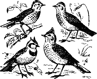 Жаворонки:  1 — юла (Lullula arborea); 2 — полевой;    3 — рогатый;    4 — хохлатый. 