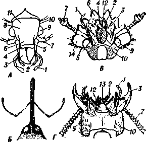 Строение головы: А — красотела (сверху); Б — долгоносика-плодожила (сверху, голова вытянута в головотрубку); В — скарабея (снизу); Г — стафилина (снизу): 1 — челюстной щупик; 2 — губной щупик; 3 — верхняя челюсть; 4 — верхняя губа; 5 — щека; 6 — наличник; 7 — усик; 8 — лоб; 9 — глаз; 10 — висок; 11 — темя; 12 — подбородок; 13 — нижняя губа;  14—край наличника.