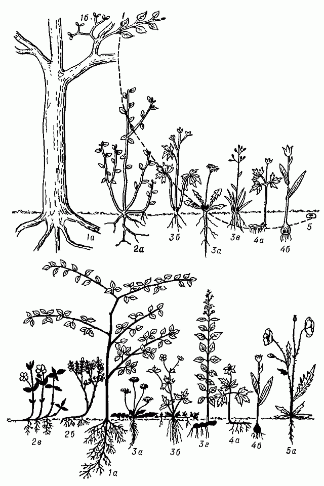 Жизненные формы растений по Раункнеру (схема): 1 — фанерофиты (1а — тополь, 1б — омела); 2 — хамефиты (2а — брусника, 2б — черника, 2в — барвинок); 3 — гемикриптофиты (3а — одуванчик, розеточное растение, 3б — лютик, 3в — кустовой злак, 3г — вербейник обыкновенный); 4 — геофиты (4а — ветреница, корневищное растение, 4б — тюльпан. Луковичное растение); 5 — терофиты (5а — мак-самосейка). Вверху — чёрным показаны зимующие почки возобновления (пунктиром уровень их расположения); внизу — соотношения отмирающих и перезимовывающих частей (чёрным — остающиеся, белым — отмирающие   на   зиму).
