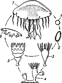 Схема жизненного цикла сцифоидных (род Chrysaora): 1 — яйцо; 2 — планула; 3 — сцифистома; 4 — сцифистома, выпочковывающая молодых сцнфистом; 5 — сцифистома на стадии стробилы; 6 — эфира;  7 — медуза.