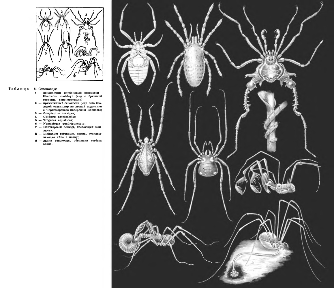 Отряд Сенокосцы (Opiliones или Phalangida)
