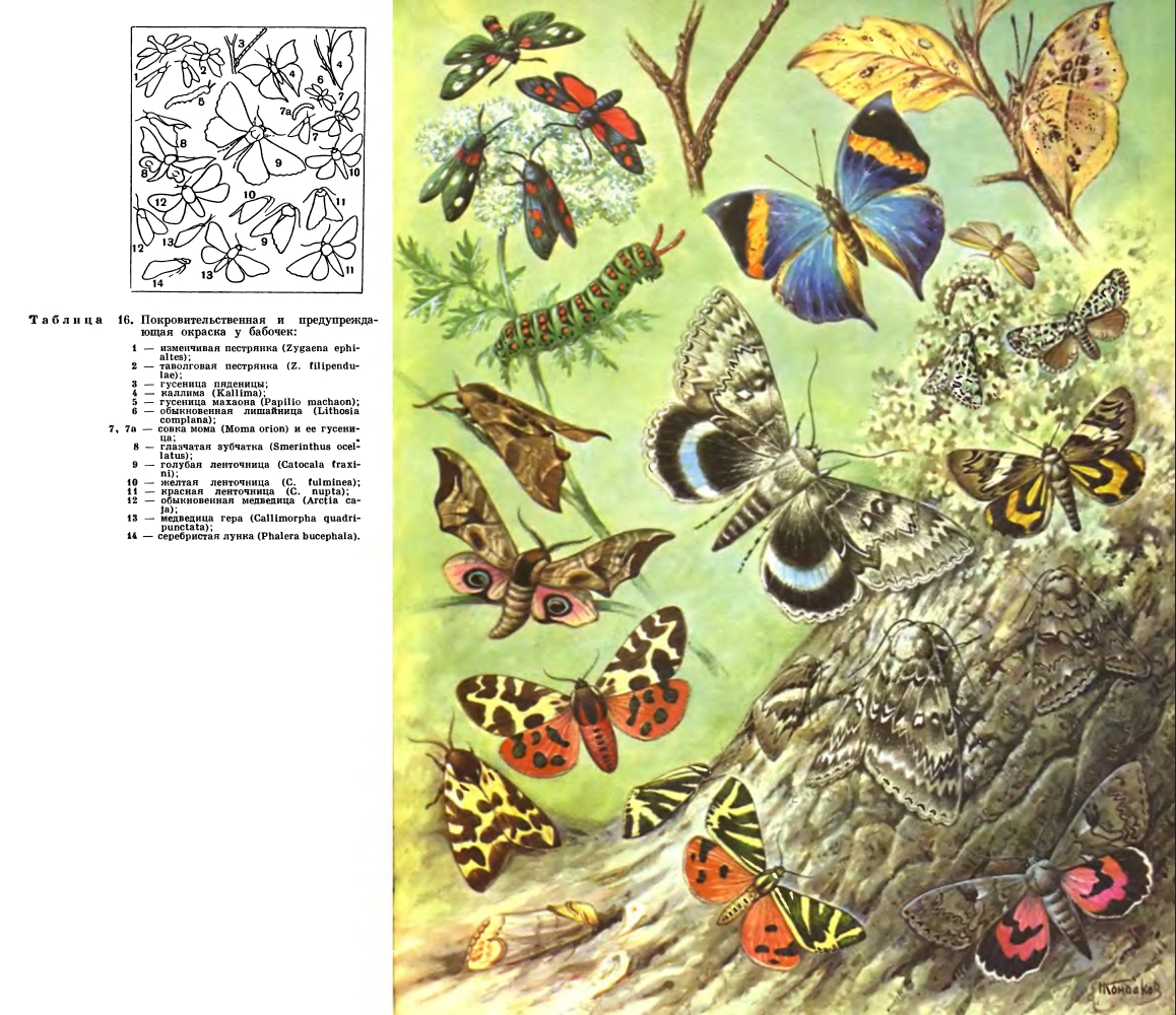 Подотряд Разнокрылые бабочки (Frenata или Heteroptera)