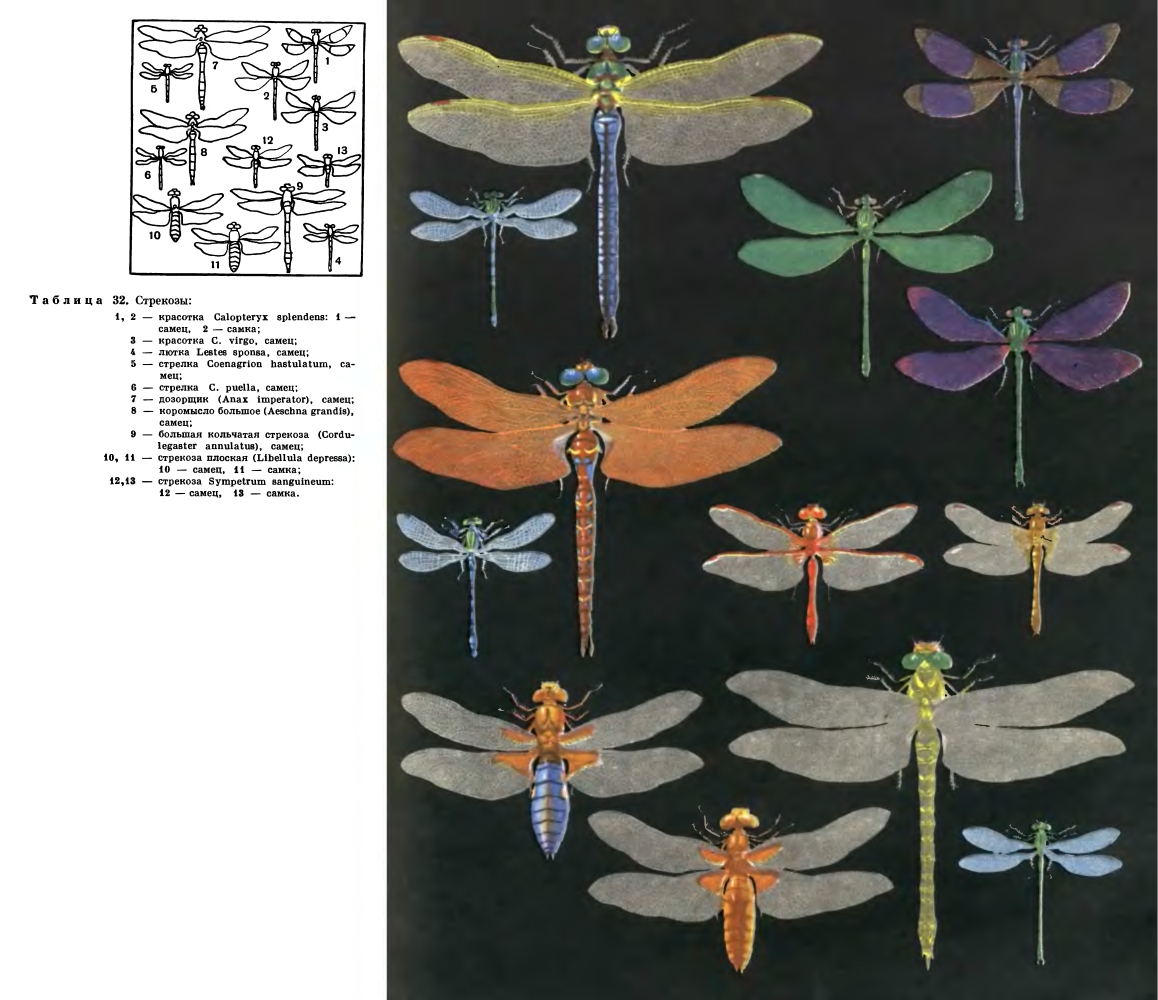 Виды Стрекоз Фото И Названия