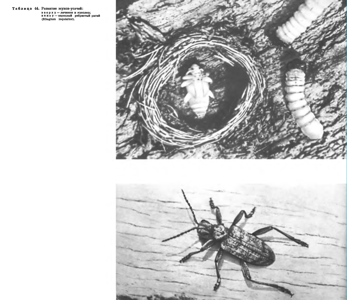 Подотряд Разноядные жуки (Polyphaga)