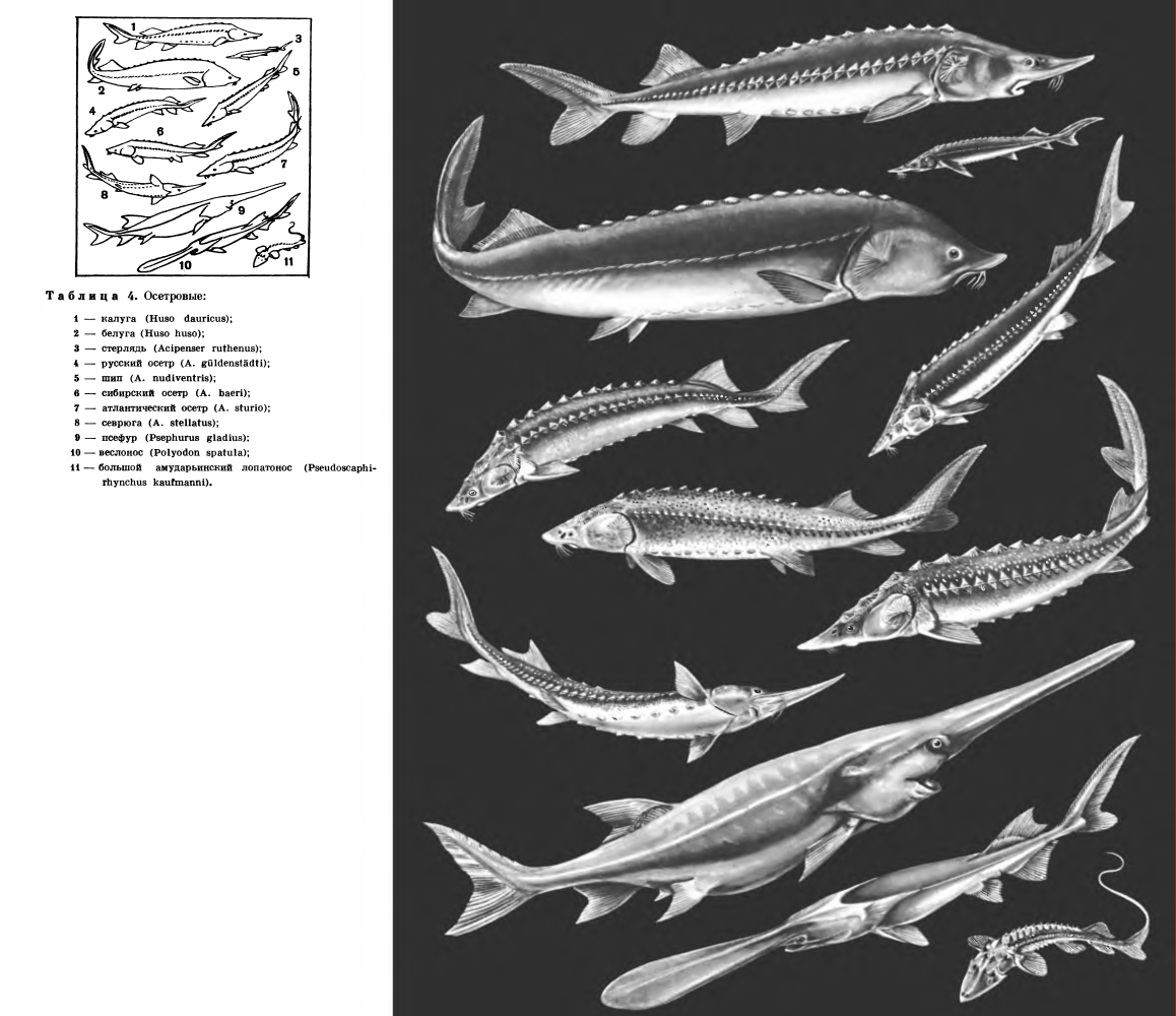 Семейство Осетровых Рыб Фото