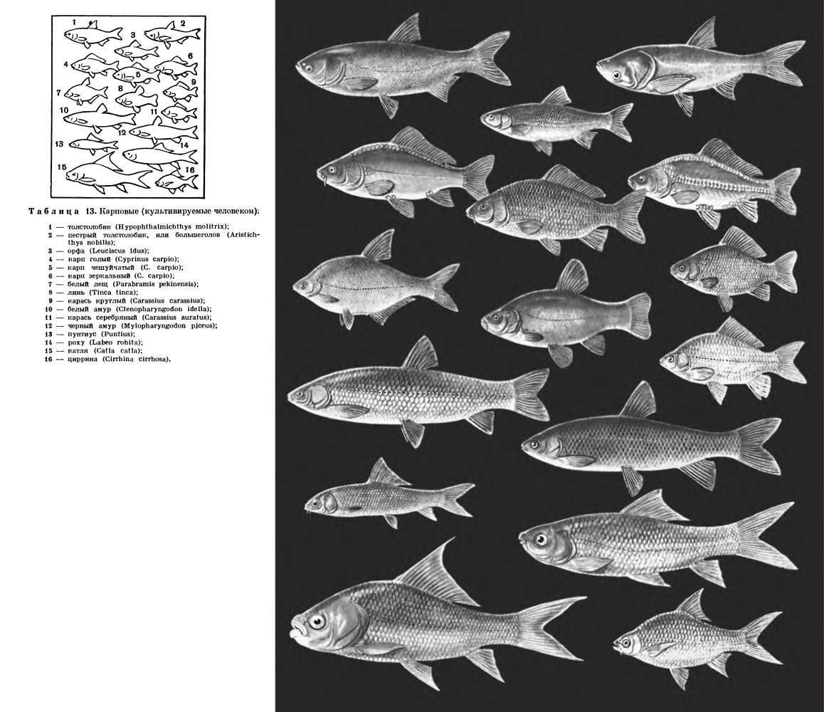 Карповые какие рыбы