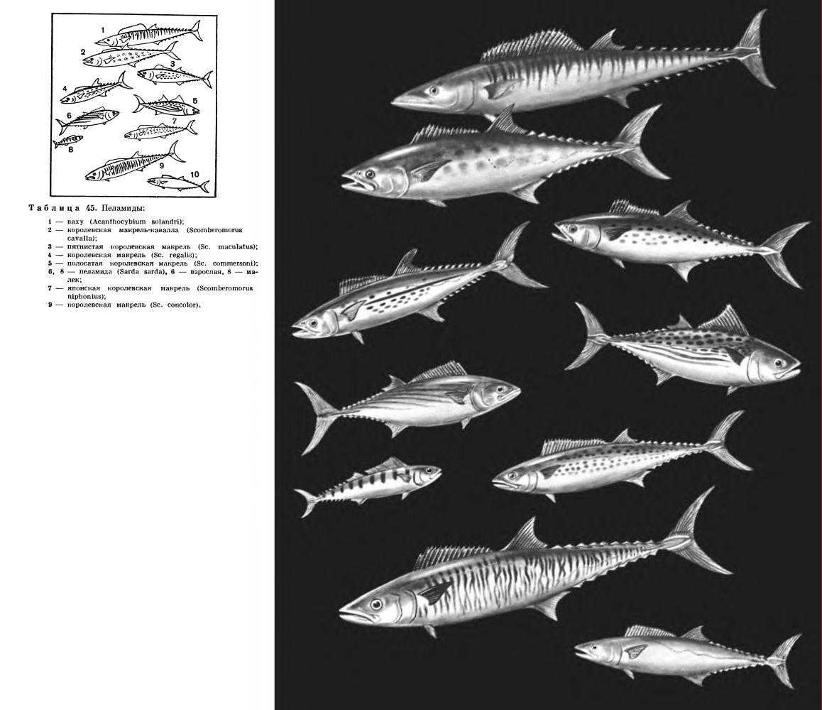 Рыба Семейства Скумбриевых Виды Фото И Название