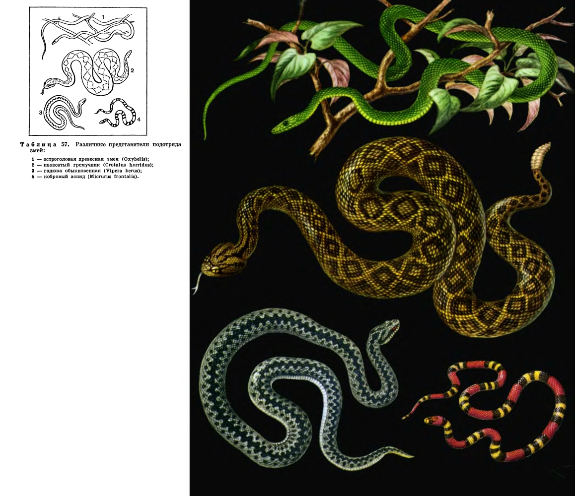 Семейство Аспидовые змеи (Elapidae)
