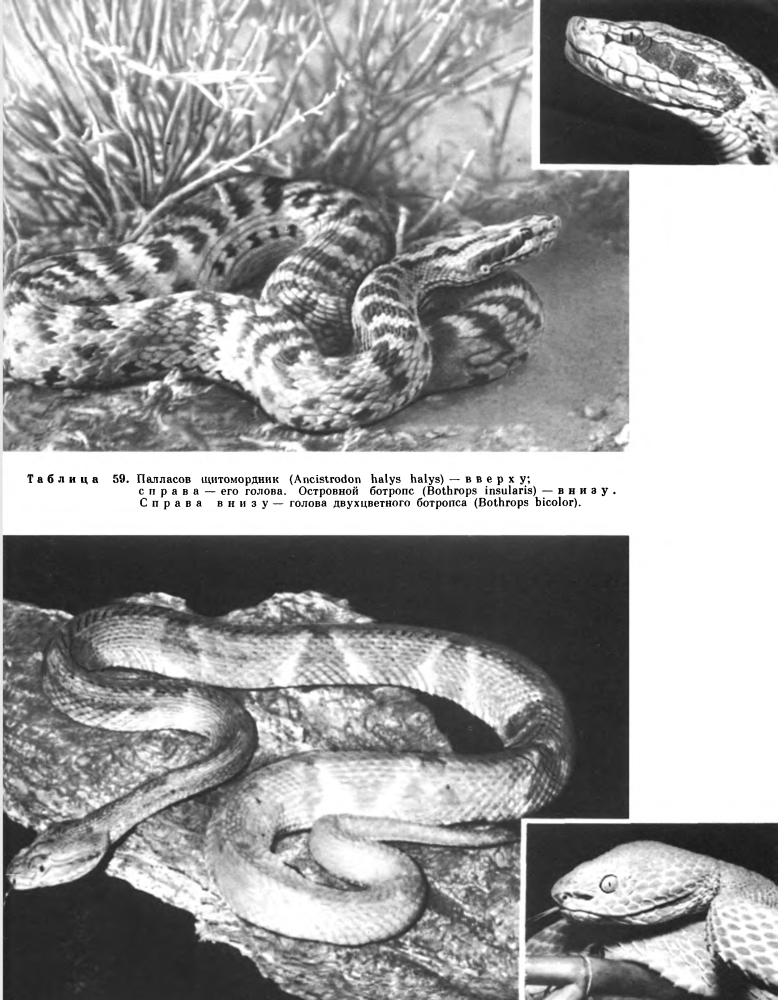 Семейство Ямкоголовые змеи (Crotalidae)