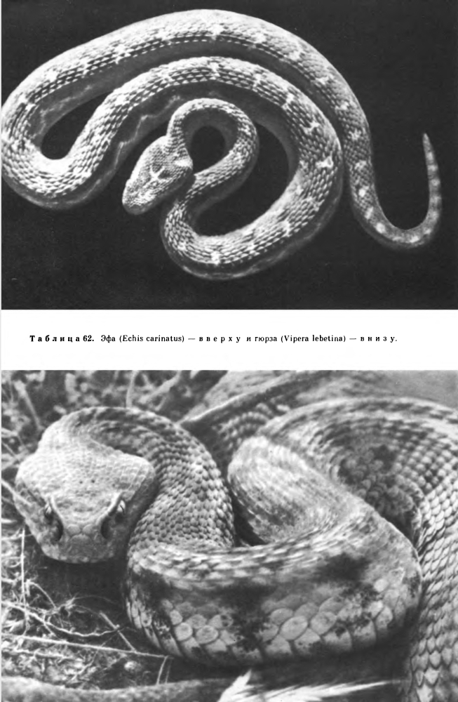 Семейство Гадюковые змеи (Viperidae)
