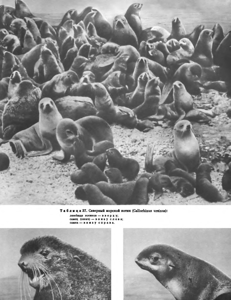 Семейство Ушатые тюлени (Otariidae) 