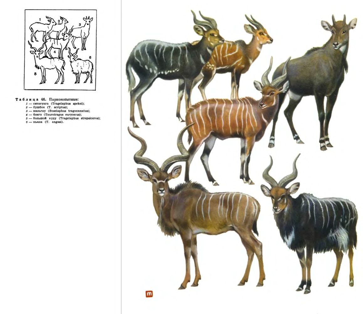 Подсемейство Впнторогие антилопы (Tragelaphinae) 
