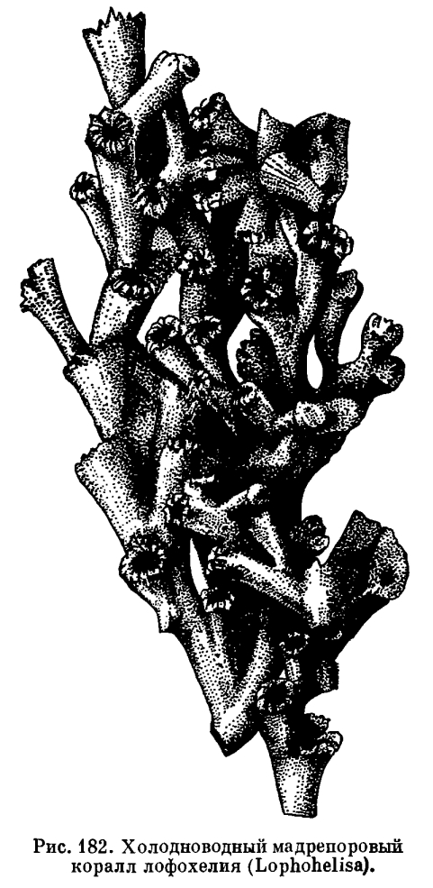 Отряд Мадрепоровые кораллы (Маdreporaria)