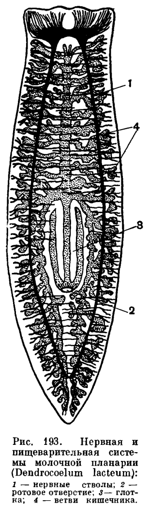 Ротовое отверстие червя. Ресничные черви турбеллярии. Пищеварительная система турбеллярий. Молочная планария строение. Строение молочной планарии.