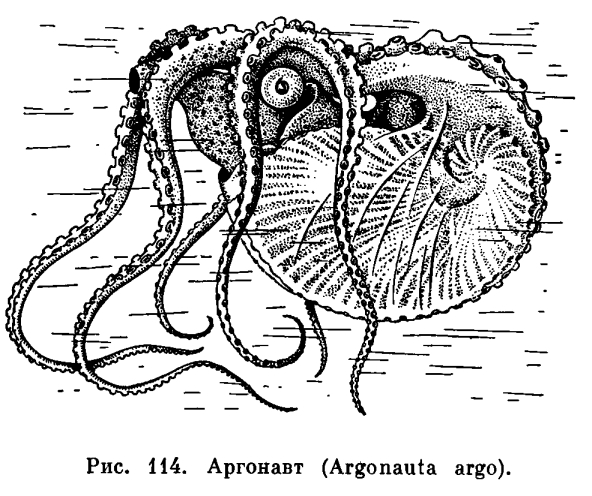Подотряд Бесплавниковые или Настоящие, осьминоги(Apteroti или lncirrata)