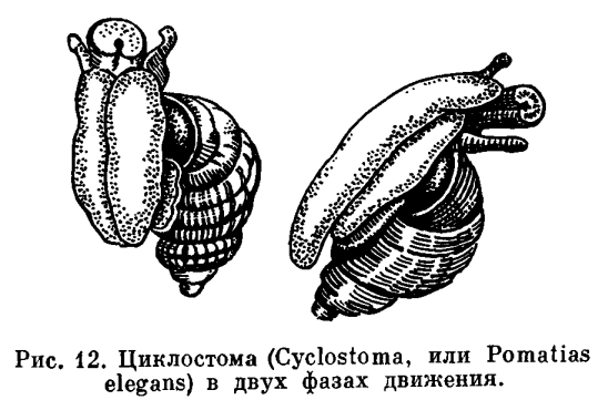 Отряд (Mesogastropoda)