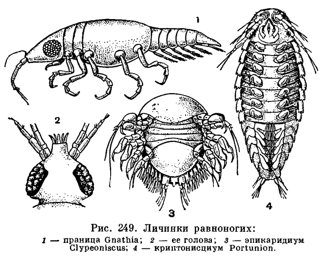 Отряд Равноногие ракообразные (Isopoda)
