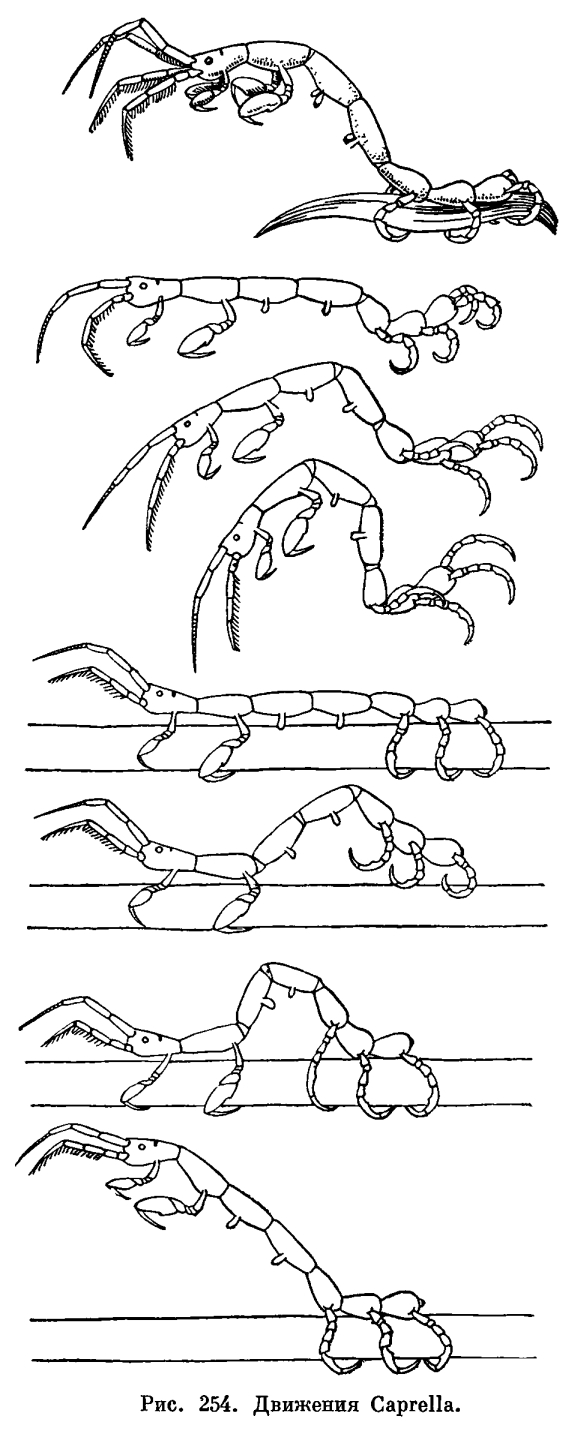 Отряд Разноногие ракообразные или Бокоплавы (Amphipoda)