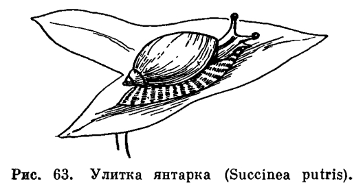 Отряд улиток с глазами на концах щупалец (Stylommatophora)