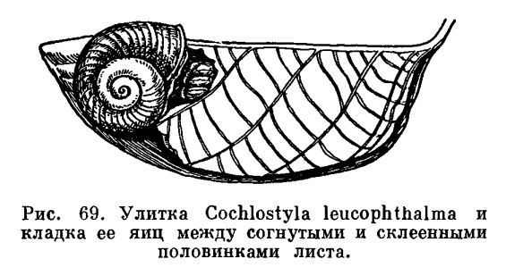 Отряд улиток с глазами на концах щупалец (Stylommatophora)