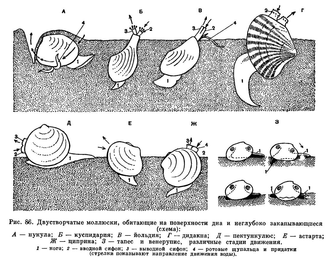 Отряд Настоящие пластинчатожаберные (Eulamellibranchia)