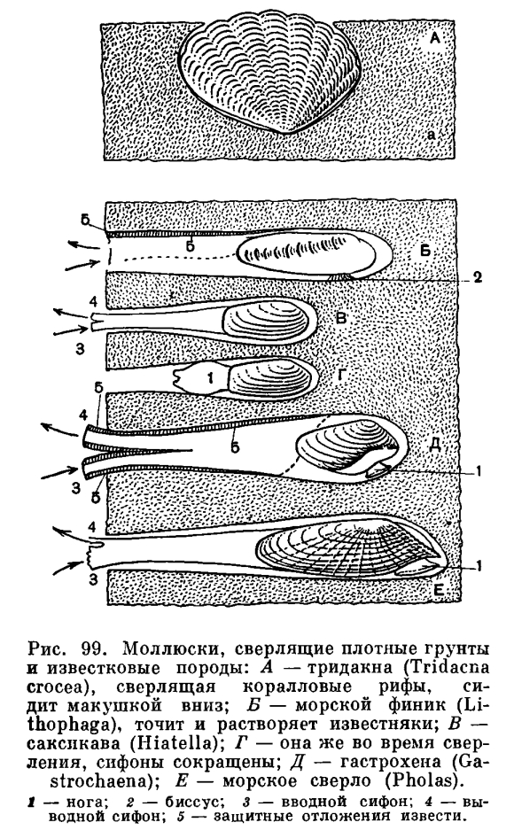 Отряд Настоящие пластинчатожаберные (Eulamellibranchia)