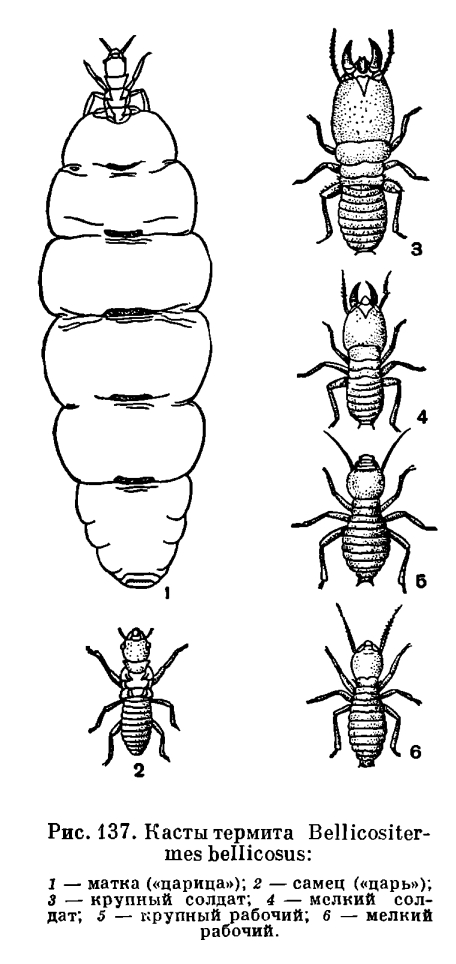 Отряд Термиты (Isoptera)