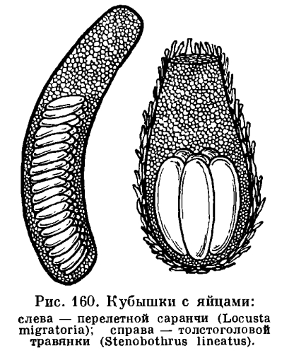 Подотряд Короткоусые прямокрылые (Brachycera или Caelifera)