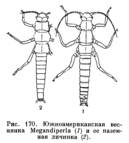 Отряд Веснянки (Plecoptera)