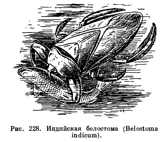 Отряд Полужесткокрылые или Клопы (Hemiptera)