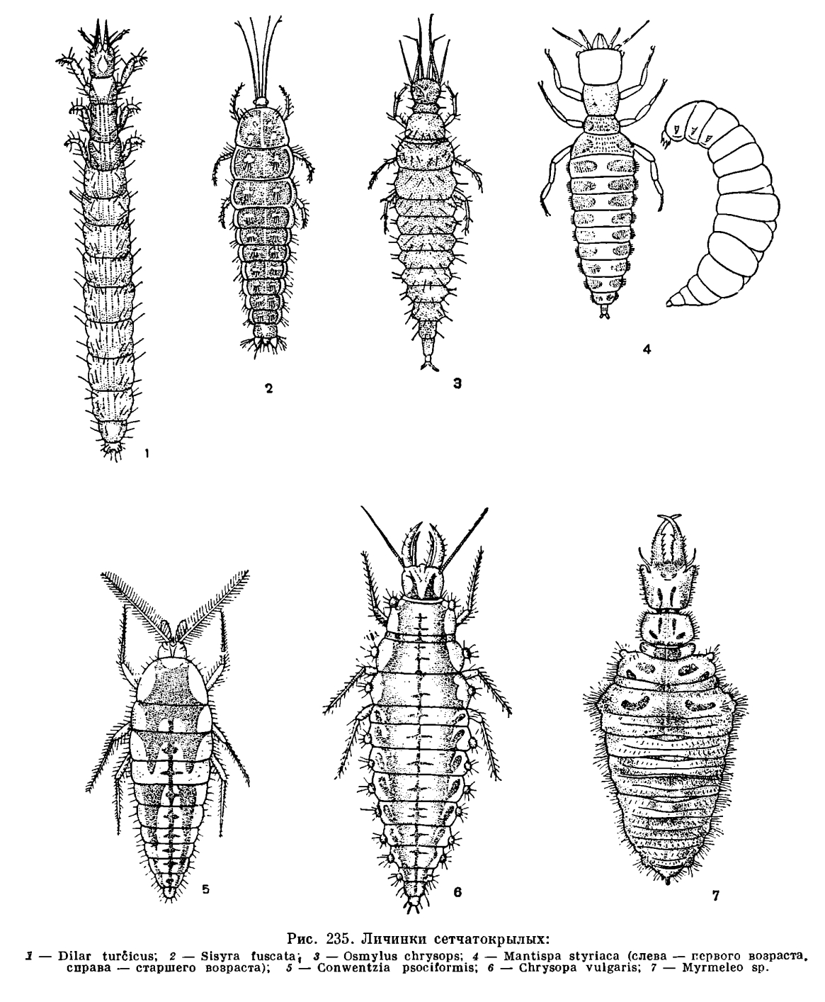 Отряд Сетчатокрылые (Neuroptera Planipennia)