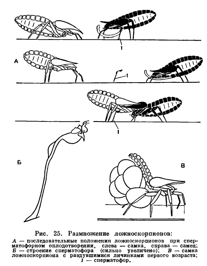 Отряд Ложноскорпионы (Pseudоscorpiones или Chelonethi)