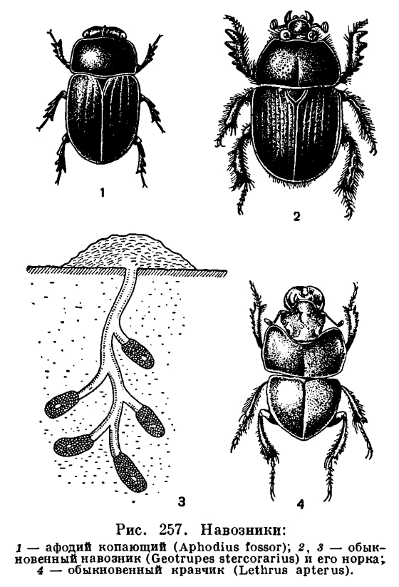 Подотряд Разноядные жуки (Polyphaga)