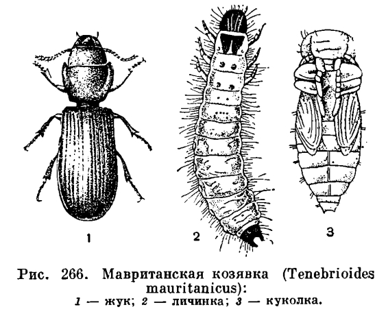 Личинка жука короеда ротовой аппарат