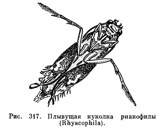 Отряд Ручейники (Trichoptera)