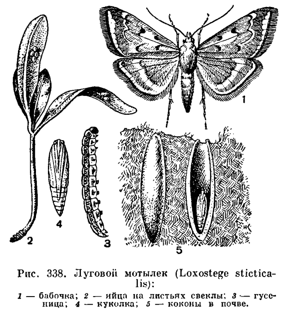 Подотряд Разнокрылые бабочки (Frenata или Heteroptera)